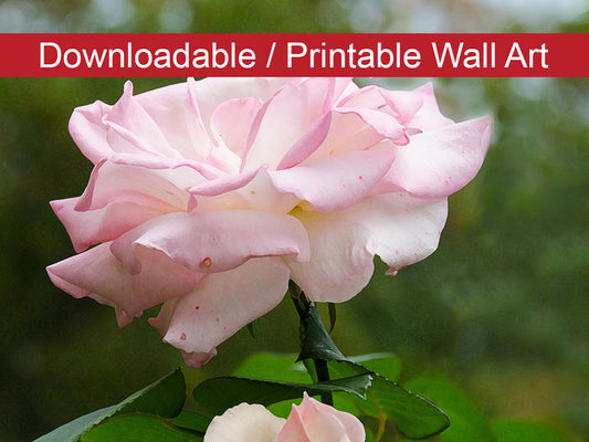Floral Printable Wall Art: Admiration Floral Nature Photo DIY Wall Decor Instant Download Print - Printable  - PIPAFINEART