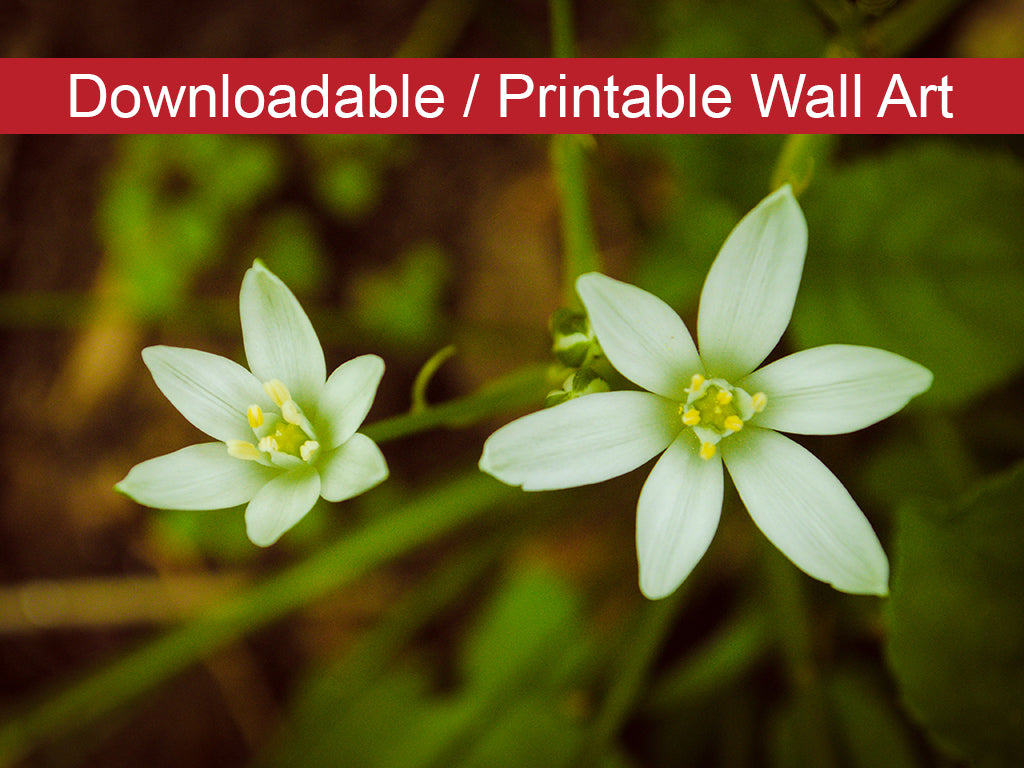 Wild Beauty DIY Wall Decor Instant Download Print - Printable Wall Art  - PIPAFINEART