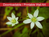 Wild Beauty DIY Wall Decor Instant Download Print - Printable Wall Art  - PIPAFINEART