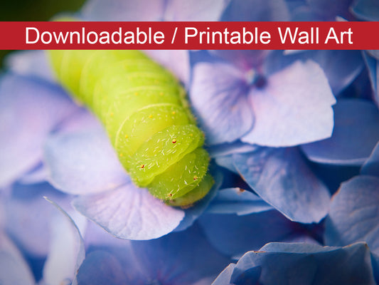 Simple Wall Print Design: Actias Luna Larvae on Hydrangea Floral Nature Photo DIY Wall Decor Instant Download Print - Printable  - PIPAFINEART