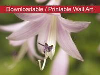 Softened Hosta Bloom DIY Wall Decor Instant Download Print - Printable Wall Art  - PIPAFINEART
