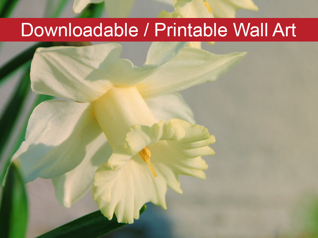 Colorized Daffodils Floral Nature Photo DIY Wall Decor Instant Download Print - Printable  - PIPAFINEART