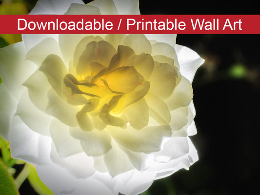 Glowing Rose 2 Floral Nature Photo DIY Wall Decor Instant Download Print - Printable  - PIPAFINEART