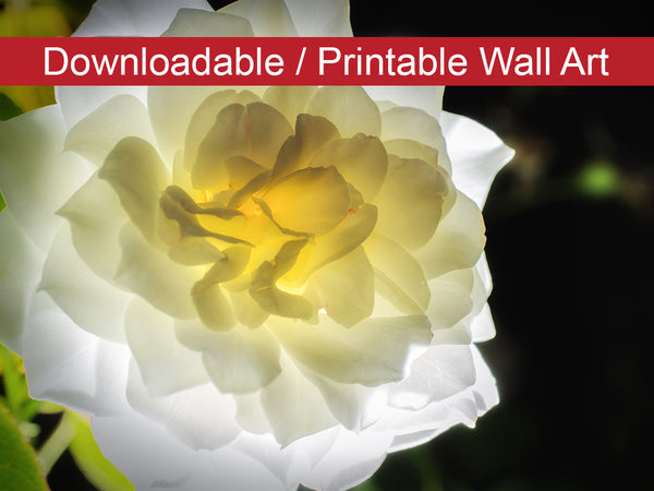 Glowing Rose 2 Floral Nature Photo DIY Wall Decor Instant Download Print - Printable  - PIPAFINEART