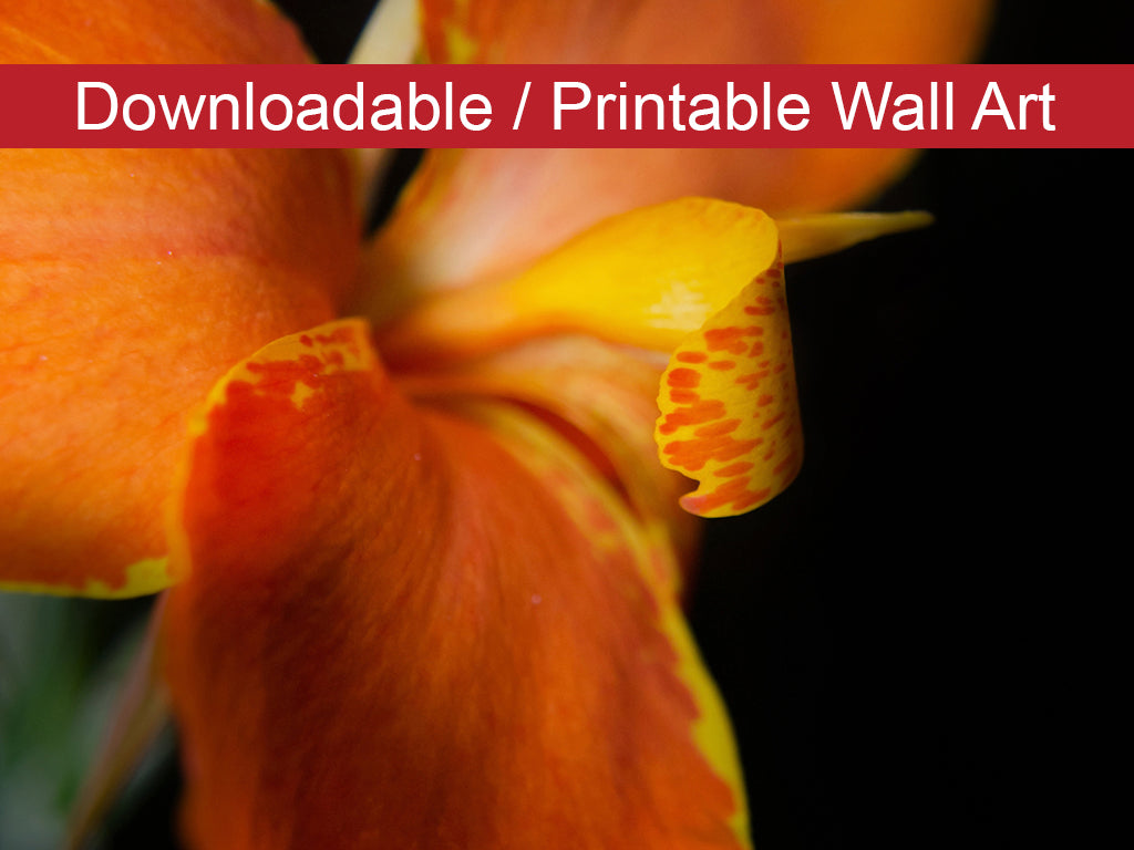 Orange Canna at Longwood DIY Wall Decor Instant Download Print - Printable Wall Art  - PIPAFINEART