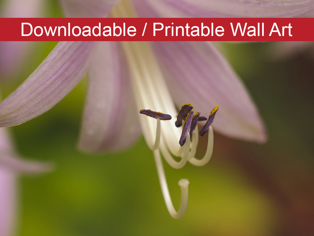 Close-up Hosta Bloom Floral Nature Photo DIY Wall Decor Instant Download Print - Printable  - PIPAFINEART