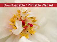 Eye of Peony Floral Nature Photo DIY Wall Decor Instant Download Print - Printable  - PIPAFINEART