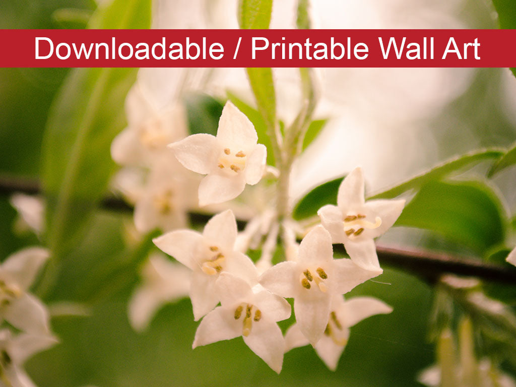 Floral Tranquility Floral Nature Photo DIY Wall Decor Instant Download Print - Printable  - PIPAFINEART