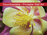 Delicate Columbine Floral Nature Photo DIY Wall Decor Instant Download Print - Printable  - PIPAFINEART
