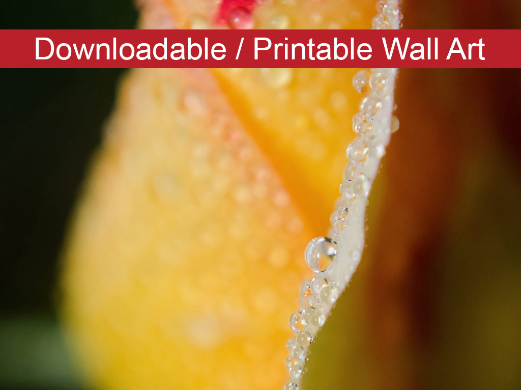 Dew on Yellow Rose Floral Nature Photo DIY Wall Decor Instant Download Print - Printable  - PIPAFINEART