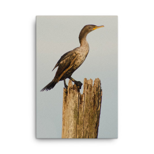 Double Crested Cormorant Animal / Wildlife Photograph Canvas Wall Art Prints