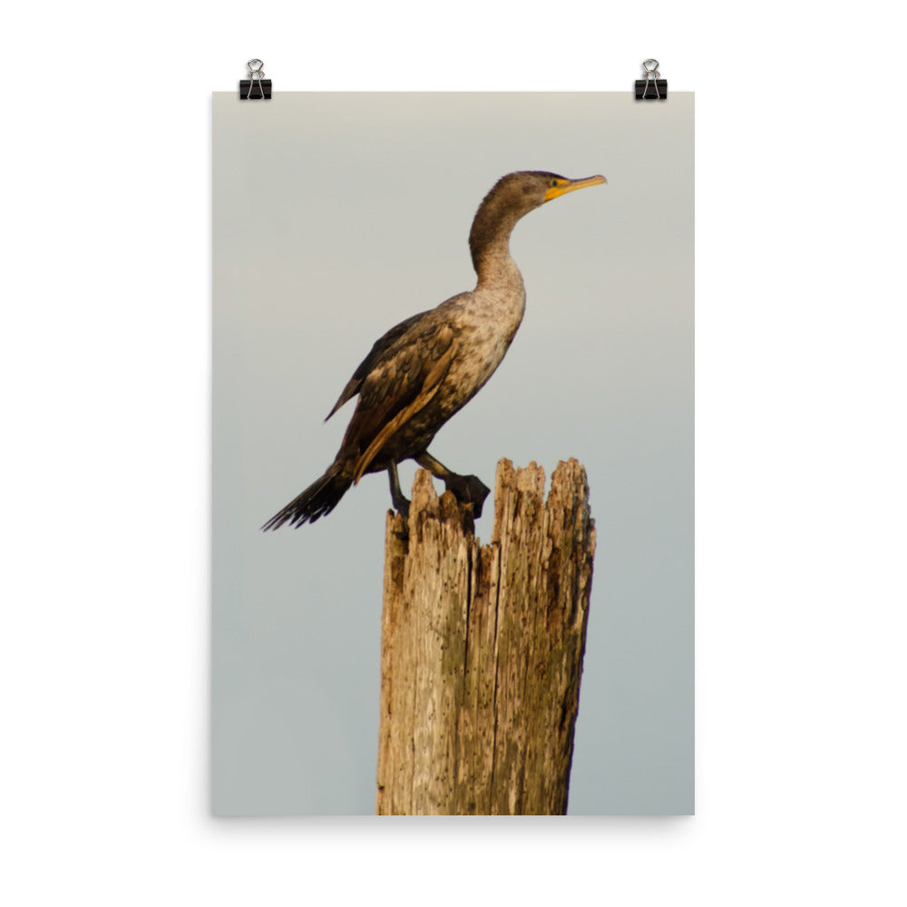 Double Crested Cormorant Bird / Animal / Wildlife Photograph Loose Wall Art Print