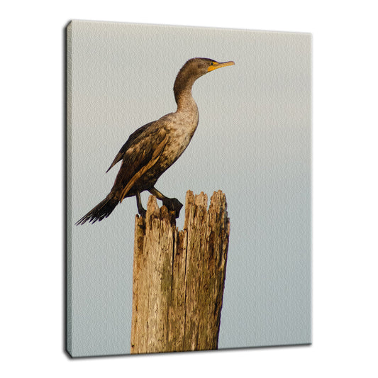 Double Crested Cormorant Animal / Wildlife Photograph Fine Art Canvas & Unframed Wall Art Prints  - PIPAFINEART