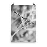 Dragonfly Black and White Loose Wall Art Print
