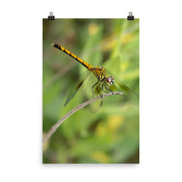 Dragonfly Loose Wall Art Print