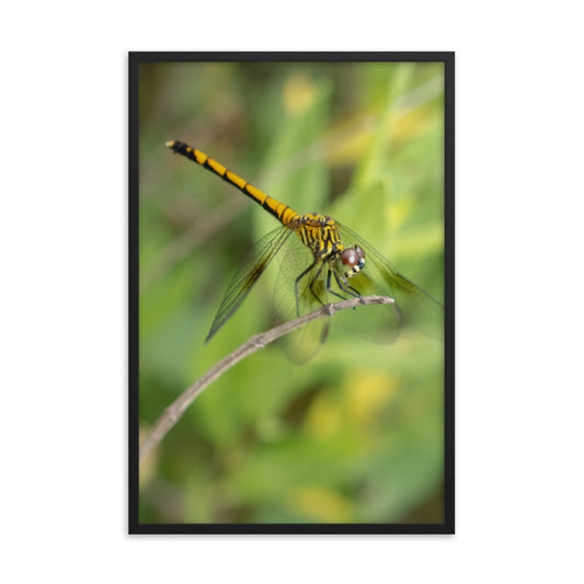 Dragonfly Wildlife Photo Framed Wall Art Prints