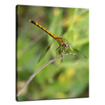 Dragonfly Animal / Wildlife Photograph Fine Art Canvas & Unframed Wall Art Prints  - PIPAFINEART