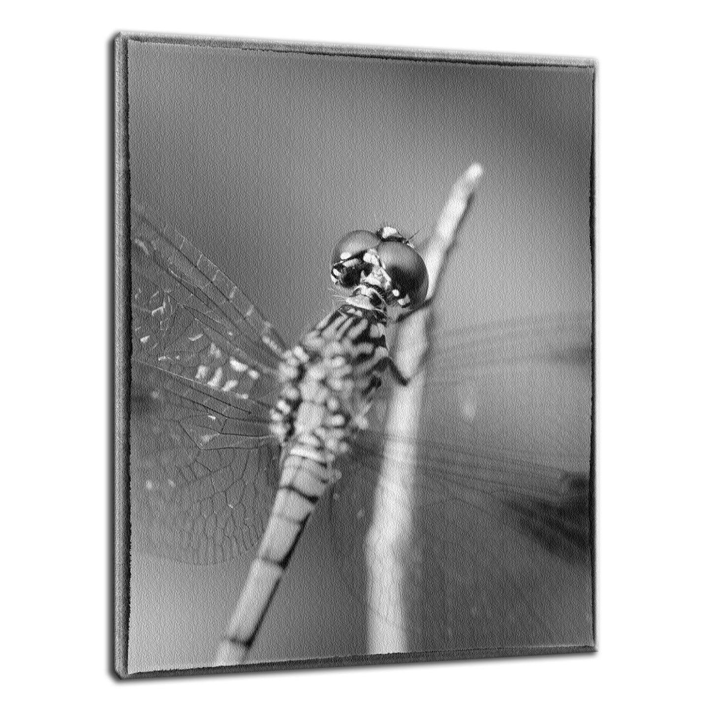 Dragonfly at Bombay Hook in Black and White Animal / Wildlife Photograph Fine Art Canvas & Unframed Wall Art Prints  - PIPAFINEART