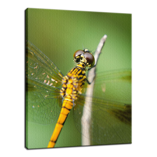 Dragonfly at Bombay Hook Animal / Wildlife Photograph Fine Art Canvas & Unframed Wall Art Prints  - PIPAFINEART