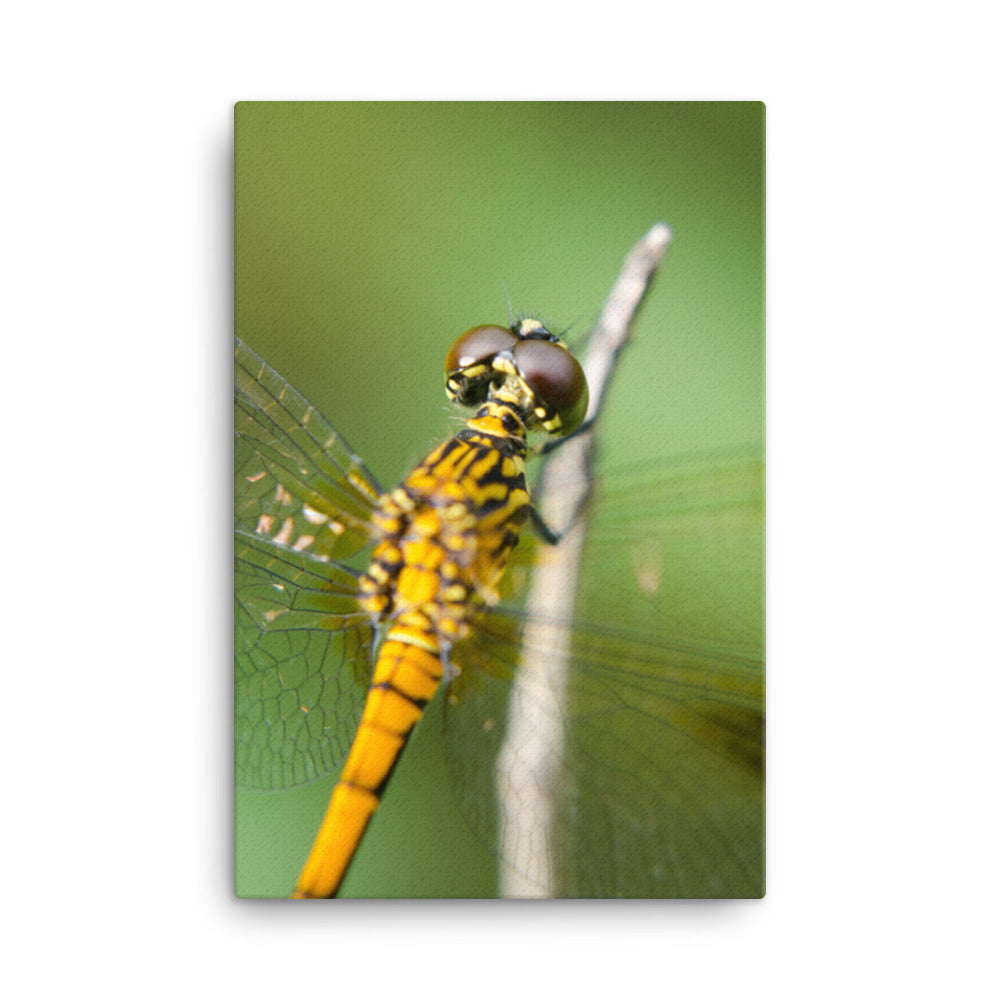 Dragonfly at Bombay Hook Animal / Wildlife Photograph Canvas Wall Art Prints