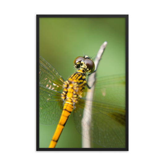 Dragonfly at Bombay Hook Animal Wildlife Photograph Framed Wall Art Prints