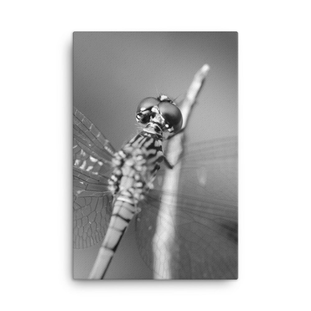 Dragonfly at Bombay Hook in Black and White Animal / Wildlife Photograph Canvas Wall Art Prints