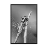 Dragonfly at Bombay Hook in Black and White Animal Wildlife Photograph Framed Wall Art Prints
