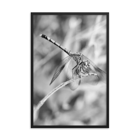 Dragonfly in Black and White Animal Wildlife Photograph Framed Wall Art Prints