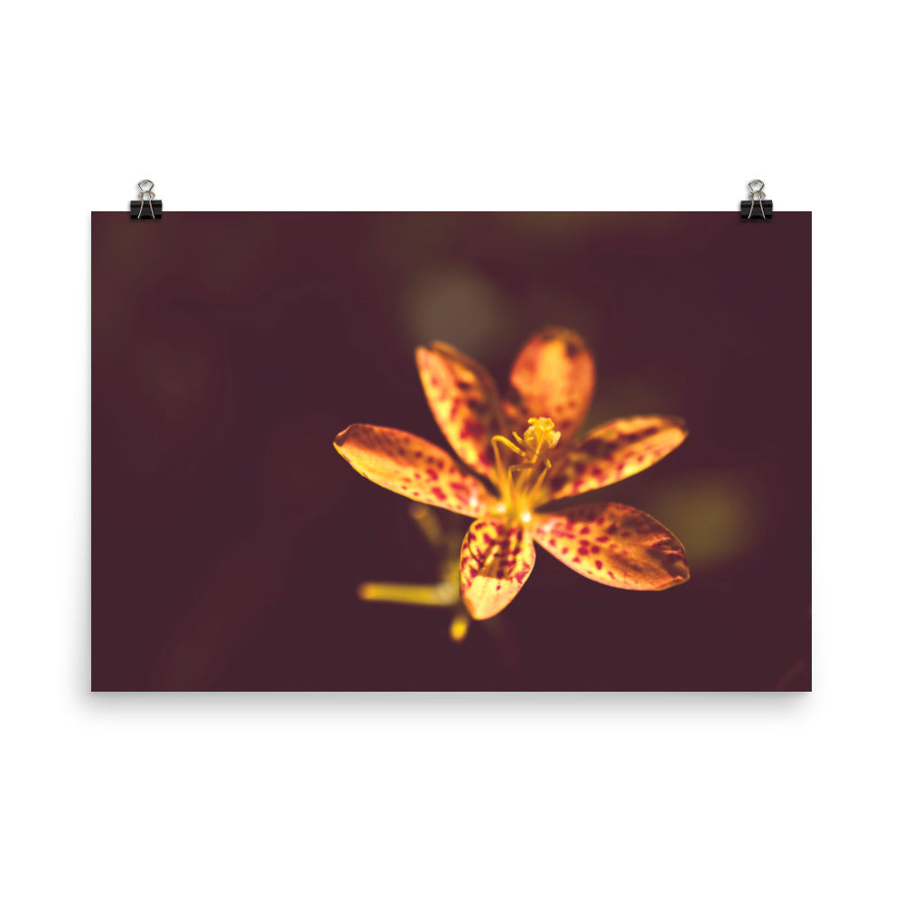 Dramatic Orange Leopard Lily Flower Nature Photo Loose Unframed Wall Art Prints - PIPAFINEART