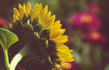 Dramatic Backside of Sunflower Floral Nature Photo DIY Wall Decor Instant Download Print - Printable  - PIPAFINEART