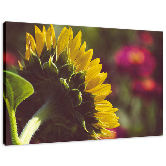 Dramatic Backside of Sunflower Grain Nature / Floral Photo Fine Art Canvas Wall Art Prints  - PIPAFINEART