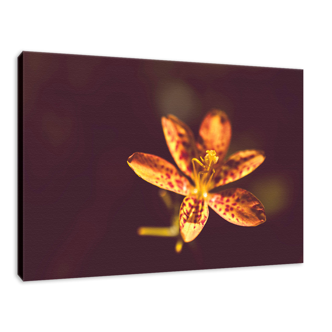 Dramatic Orange Leopard Lily Flower Nature / Floral Photo Fine Art Canvas Wall Art Prints  - PIPAFINEART