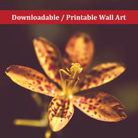 Dramatic Orange Leopard Lily Flower Floral Nature Photo DIY Wall Decor Instant Download Print - Printable  - PIPAFINEART