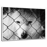 Dreams of Freedom in Black and White Animal / Wildlife Photograph Fine Art Canvas & Unframed Wall Art Prints  - PIPAFINEART