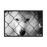 Dreams of Freedom in Black and White Animal Wildlife Photograph Framed Wall Art Prints
