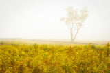 Dreams of Goldenrod and Fog Landscape Photo DIY Wall Decor Instant Download Print - Printable  - PIPAFINEART