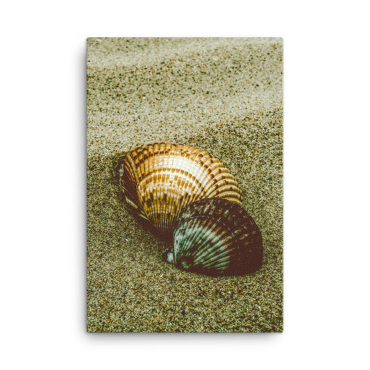 Dreamy Beach Seashells Coastal Nature Canvas Wall Art Prints