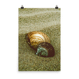 Dreamy Beach Seashells Coastal Nature Photo Loose Unframed Wall Art Prints - PIPAFINEART