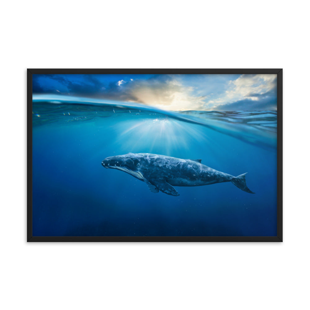 Dreamy Blue Whale Ocean Sunset Glory Rays Animal Wildlife Photograph Framed Wall Art Print