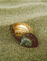 Dreamy Beach Seashells Colorized Coastal Nature Photo DIY Wall Decor Instant Download Print - Printable  - PIPAFINEART