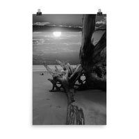 Coastal Wall Artwork: Dried Tree Roots and Sunrise 2 Black and White Landscape Photo Loose (Unframed) Wall Art Print