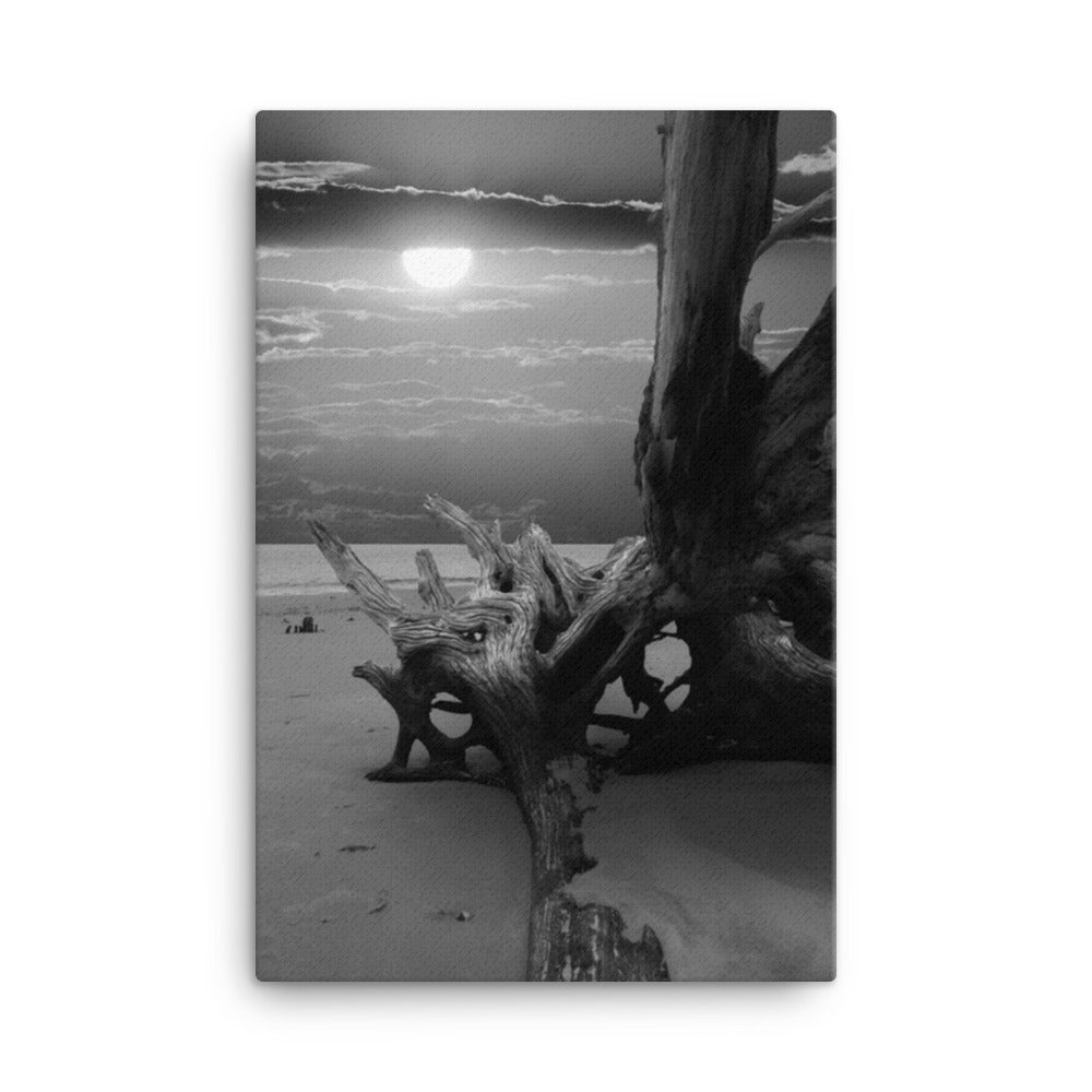 Dried Tree Roots and Sunrise 2 Black and White Landscape Photo Canvas Wall Art Print