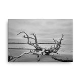 Driftwood on Boneyard Beach Florida 3 Black and White Rustic Coastal Landscape Photo Canvas Wall Art Print