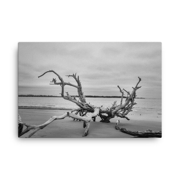 Driftwood on Boneyard Beach Florida 3 Black and White Rustic Coastal Landscape Photo Canvas Wall Art Print