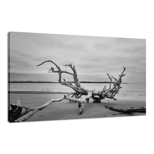 Coastal Kitchen Wall Decor: Driftwood on Boneyard Beach Florida 3 Black and White Rustic Coastal Landscape Photo Fine Art Canvas Wall Art Print