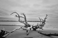 Freedom Coastal Prints: Driftwood on Boneyard Beach Florida 3 Black and White Rustic Coastal Landscape Photo Fine Art Canvas Wall Art Print