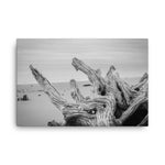 Driftwood on Boneyard Beach Florida 4 Black and White Coastal Nature Photo Canvas Wall Art Print