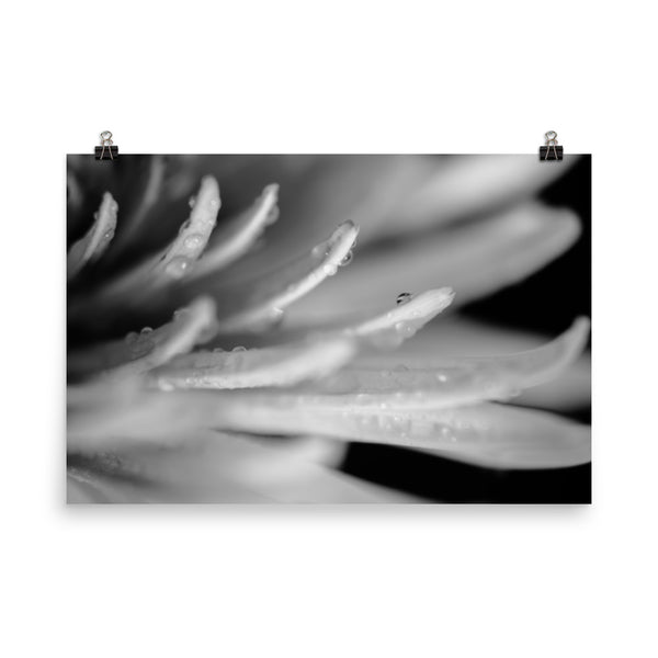 Droplets on Petals Black and White Floral Nature Photo Loose Unframed Wall Art Prints - PIPAFINEART