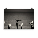 Drying Wings After Storm Loose Wall Art Print