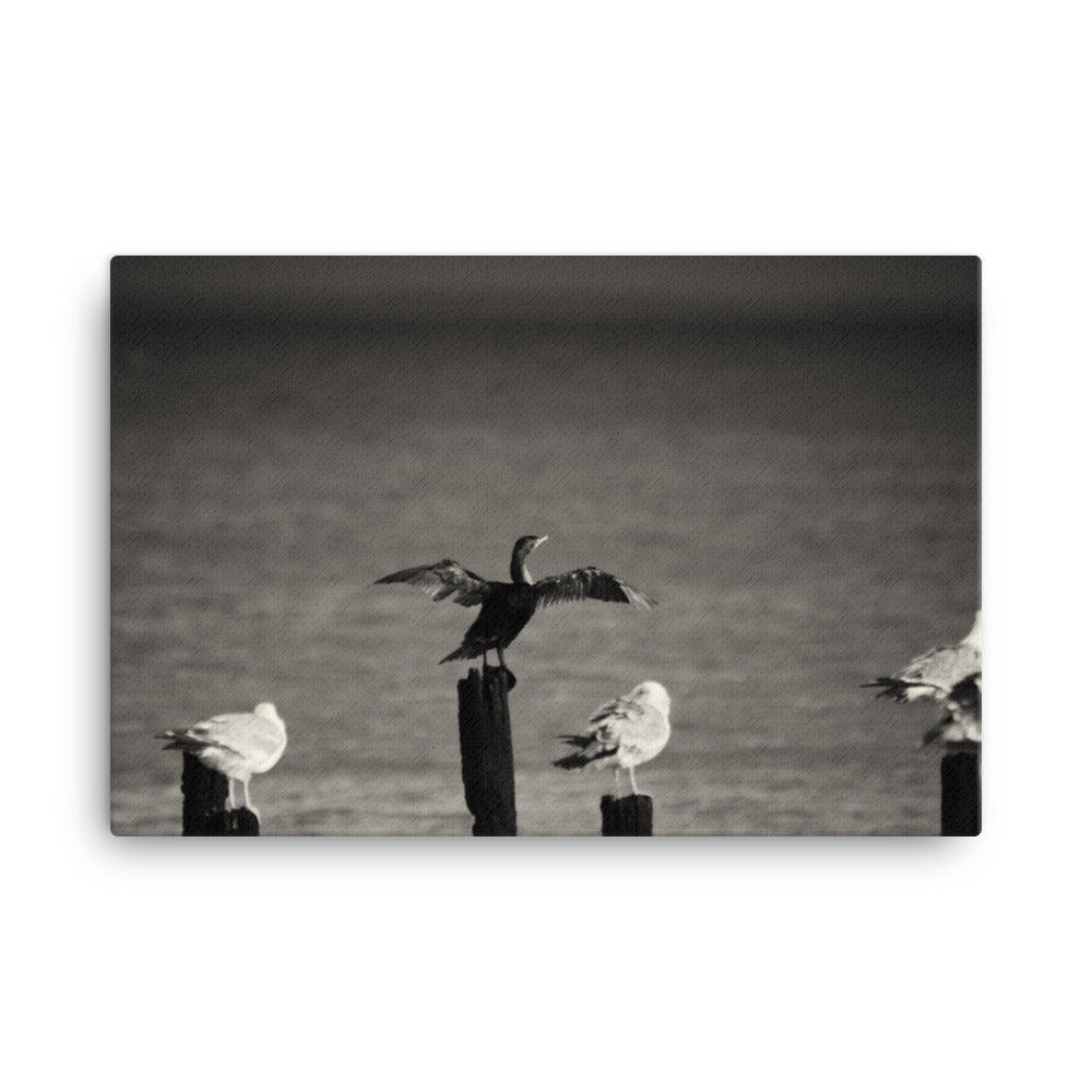 Drying Wings After Storm in Black and White Animal Wildlife Photograph Canvas Wall Art Prints